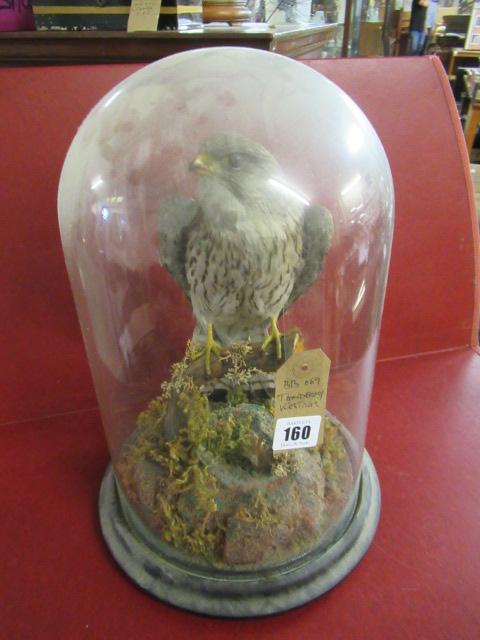 TAXIDERMY KESTEREL Image