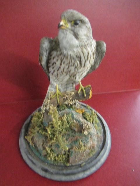 TAXIDERMY KESTEREL Image