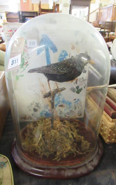 TAXIDERMY STARLING UNDER DOME Image