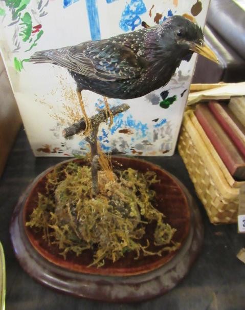 TAXIDERMY STARLING UNDER DOME Image