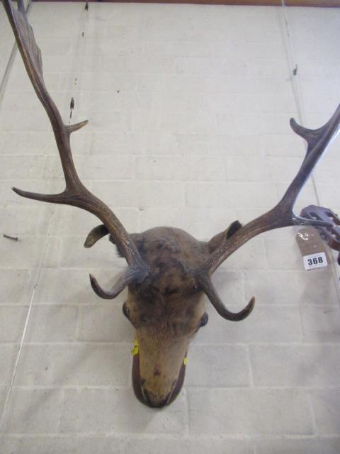 MOUNTED FALLOW DEER Image