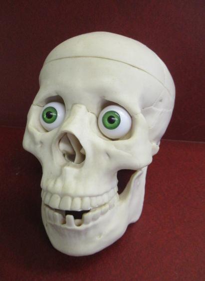 SKULL MODEL Image
