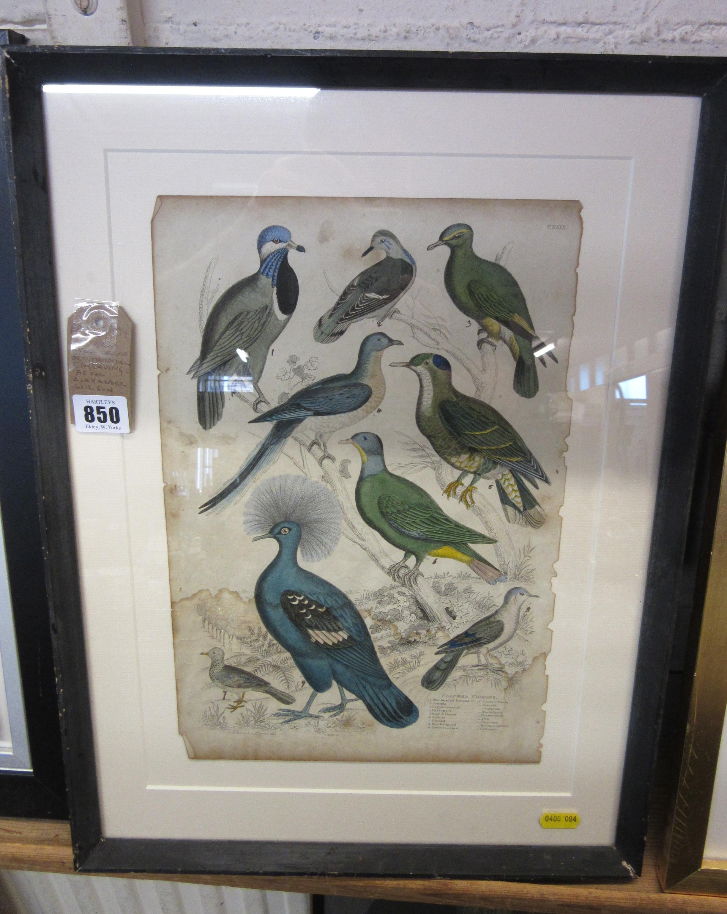 ANTIQUE HAND COLOURED ORNITHOLOGICAL ENGRAVING AFTER ALEXANDER WILSON Image