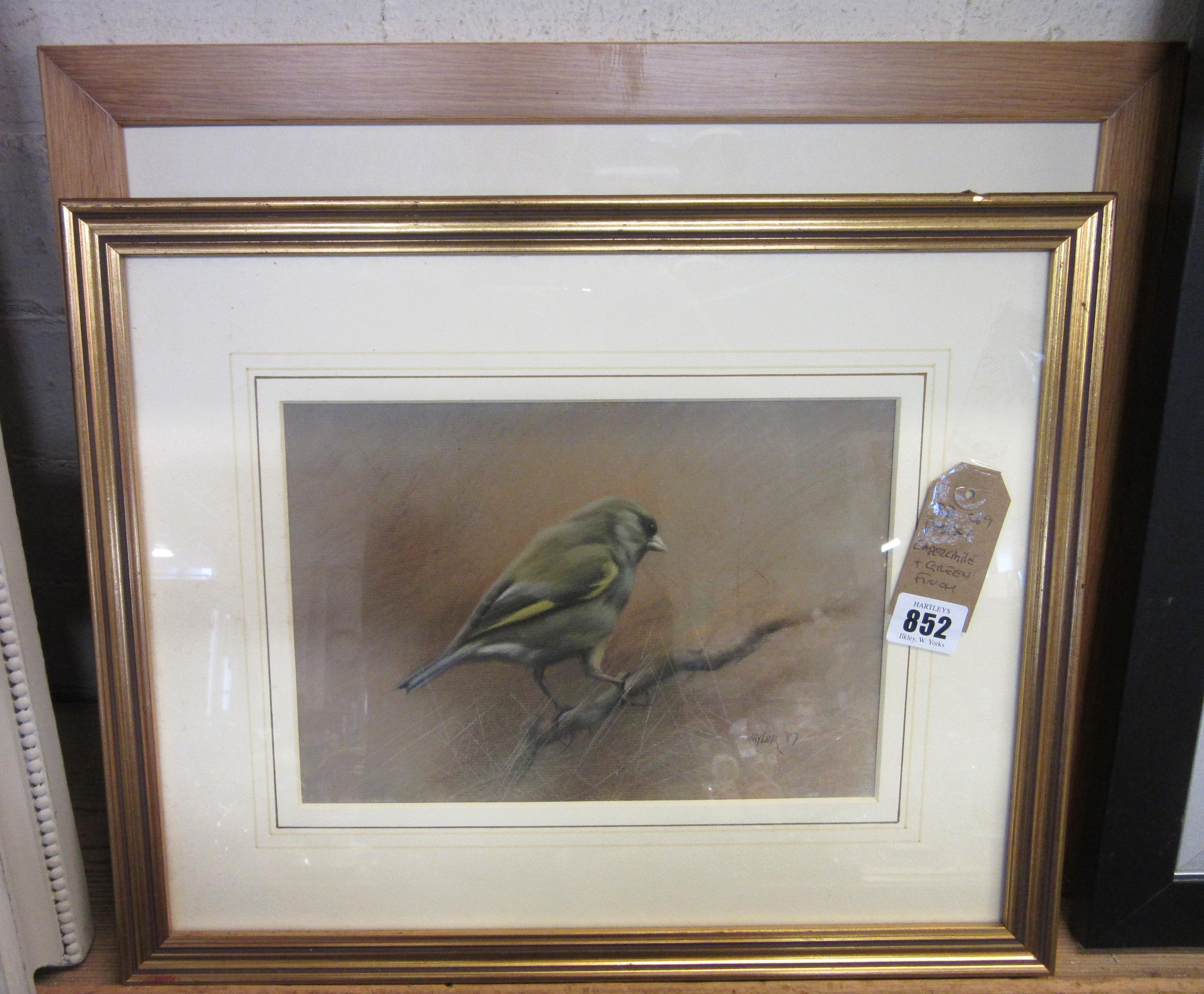 PASTEL OF A CAPERCAILLIE AND A GREEN FINCH Image