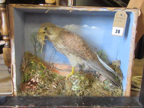 TAXIDERMY KESTREL Image