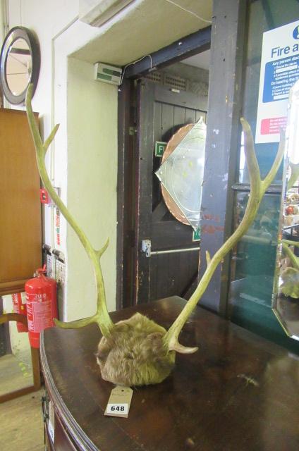 PAIR OF ANTLERS Image