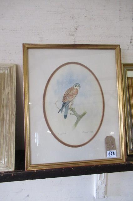 FOUR BIRDS OF PREY WATERCOLOURS Image