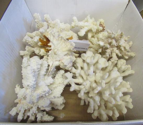 BOX OF CORAL ETC Image