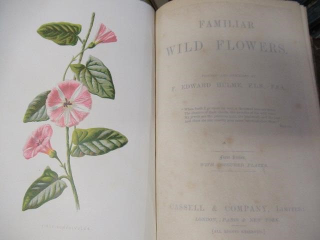 FIRST FIVE SERIES OF FAMILIAR WILD FLOWERS CIRCA 1880 Image