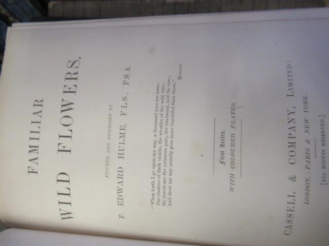 FIRST FIVE SERIES OF FAMILIAR WILD FLOWERS CIRCA 1880 Image