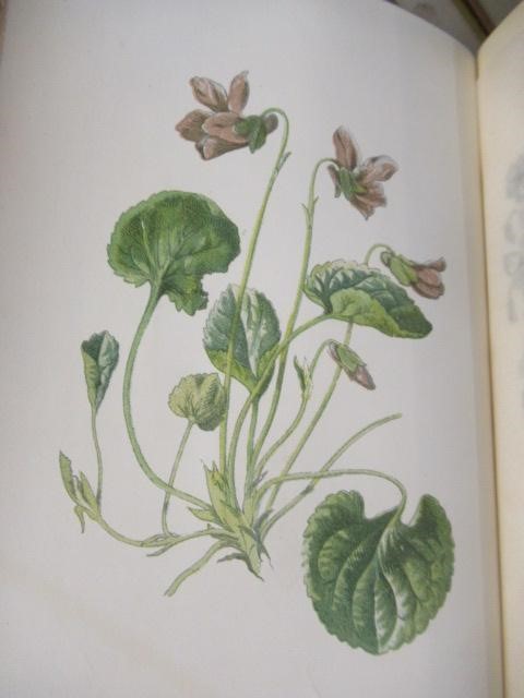 FIRST FIVE SERIES OF FAMILIAR WILD FLOWERS CIRCA 1880 Image