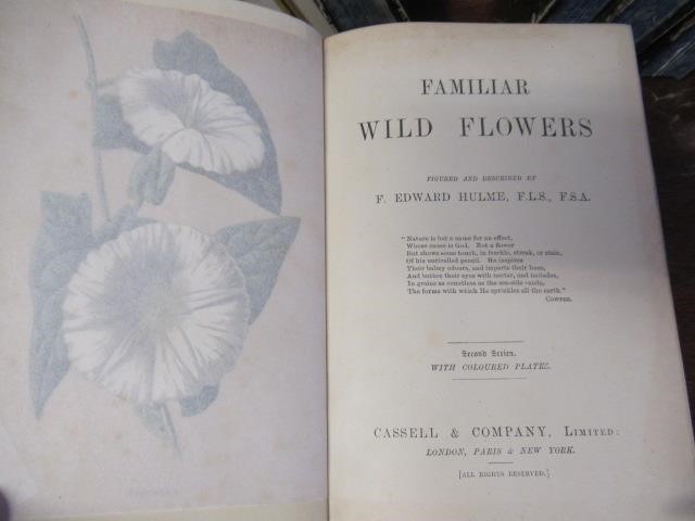 FIRST FIVE SERIES OF FAMILIAR WILD FLOWERS CIRCA 1880 Image