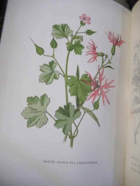 FIRST FIVE SERIES OF FAMILIAR WILD FLOWERS CIRCA 1880 Image