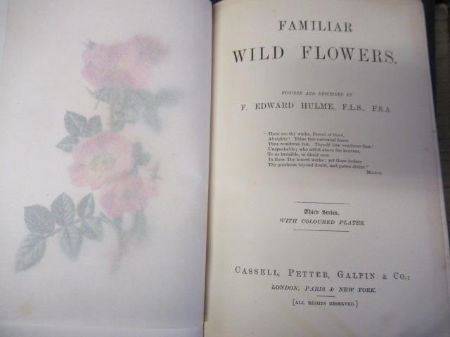 FIRST FIVE SERIES OF FAMILIAR WILD FLOWERS CIRCA 1880 Image