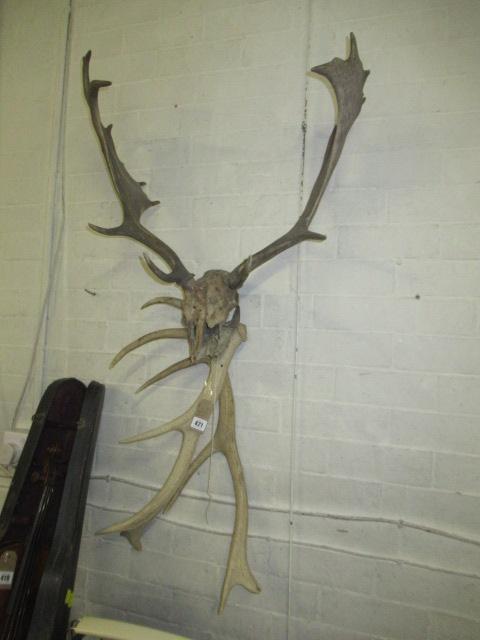 TWO PAIRS OF ANTLERS Image