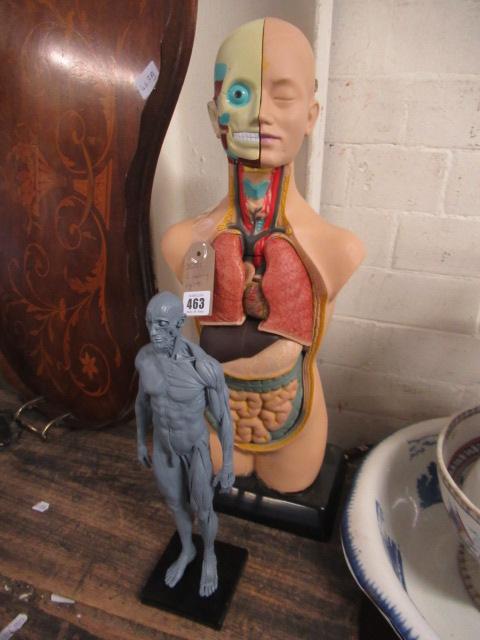 TWO ANATOMICAL FIGURES Image