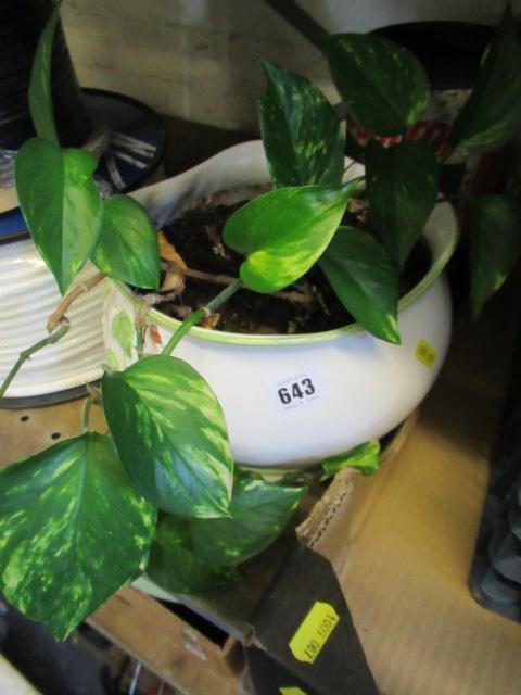 CERAMIC PLANTER WITH CASTROL TIN Image