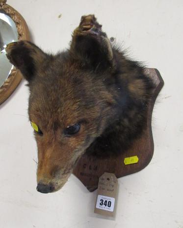 MOUNTED FOX HEAD Image