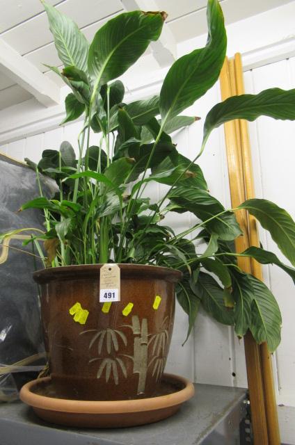 LARGE PLANTER WITH INDOOR PLANT Image