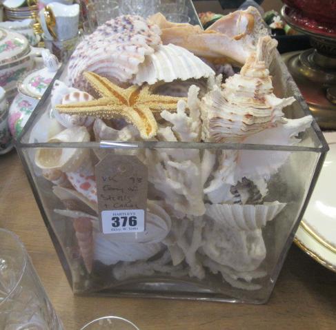 QUANTITY OF SHELLS AND CORAL Image