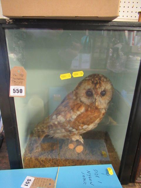 TAXIDERMY TAWNY OWL Image