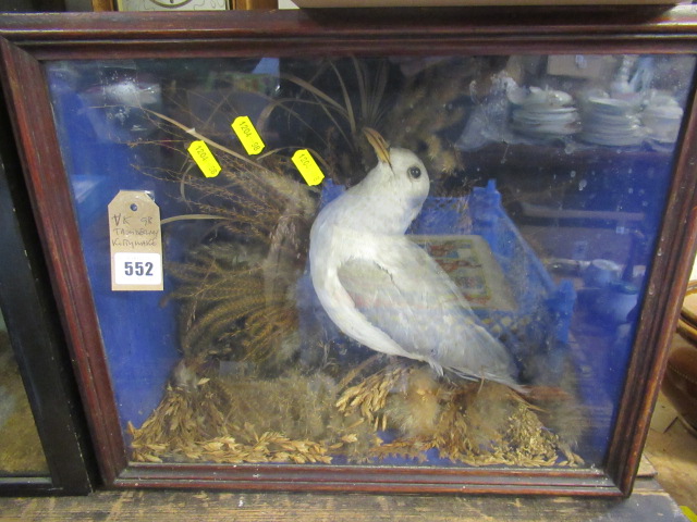 TAXIDERMY KITTIWAKE Image