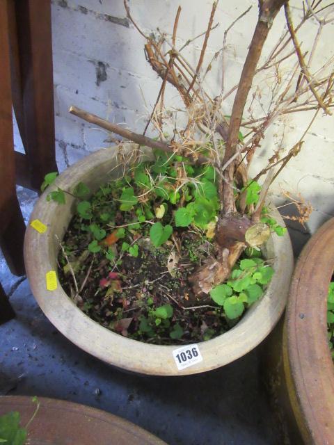 GLAZED GARDEN PLANTER Image