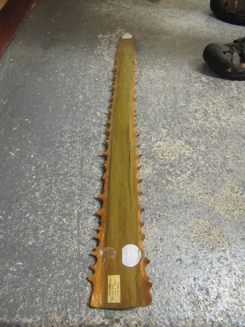 SAWFISH ROSTRUM AND BLUE SHARK TOOTH Image