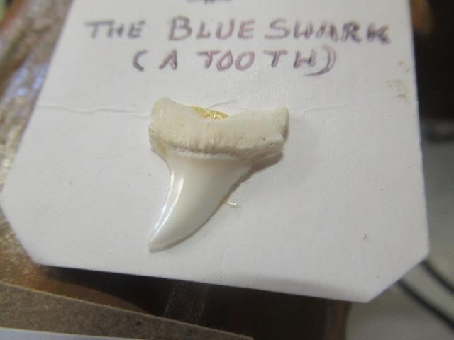 SAWFISH ROSTRUM AND BLUE SHARK TOOTH Image