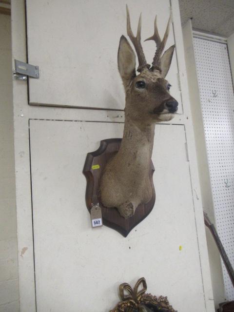 MOUNTED TAXIDERMY STAGS HEAD Image