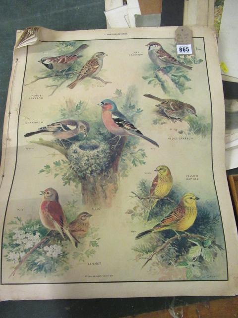 QUANTITY OF BIRD AND OTHER ANIMAL POSTERS Image