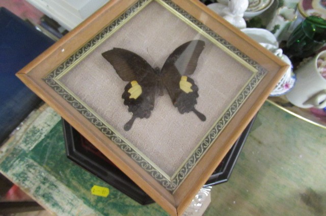 TWO BOXES     FRAMED BUTTERFLY AND ANOTHER Image