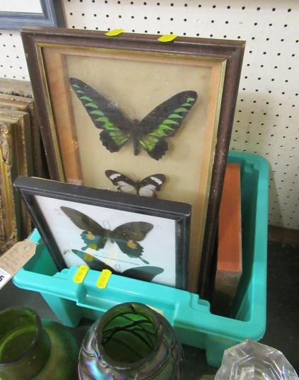 BOX OF MOUNTED AND FRAMED BUTTERFLIES Image