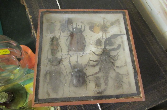 BOX OF MOUNTED AND FRAMED BUTTERFLIES Image
