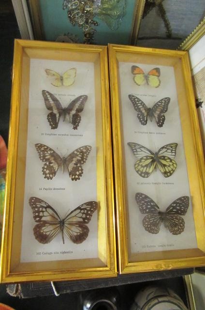 BOX OF MOUNTED AND FRAMED BUTTERFLIES Image