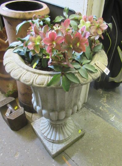 COMPOSITE GARDEN URN WITH HELLEBORE Image
