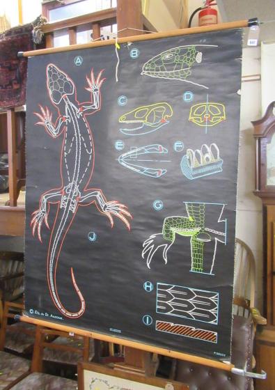 FRENCH DIAGRAM OF A LIZARD Image