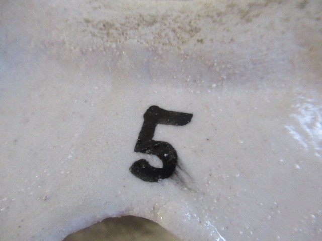 WINSTANLEY CERAMIC CAT Image