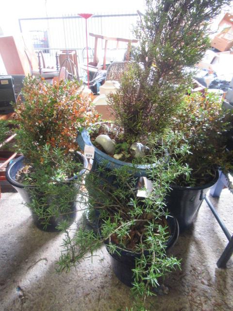 THREE PLANTERS AND AN URN Image