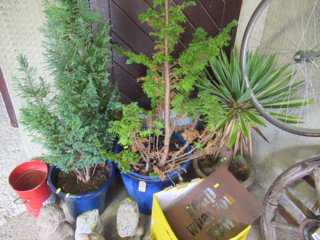THREE PLANT POTS Image