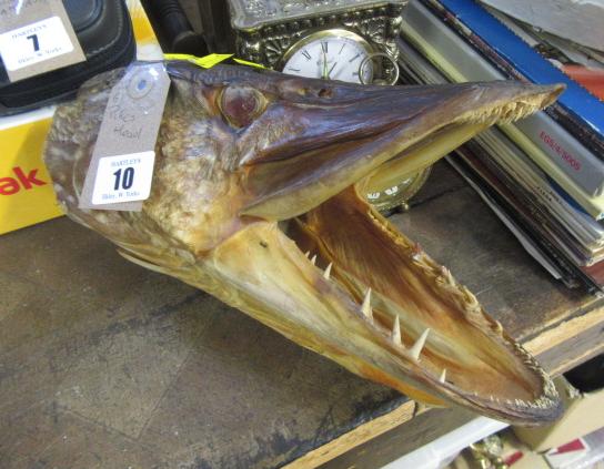 PIKE HEAD Image