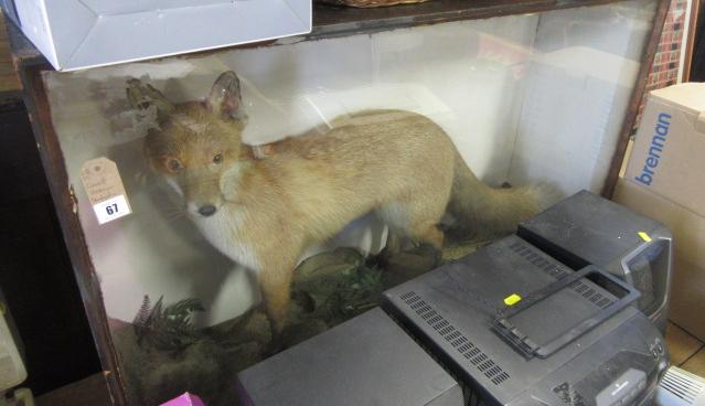 VICTORIAN CASED TAXIDERMY VIXEN Image