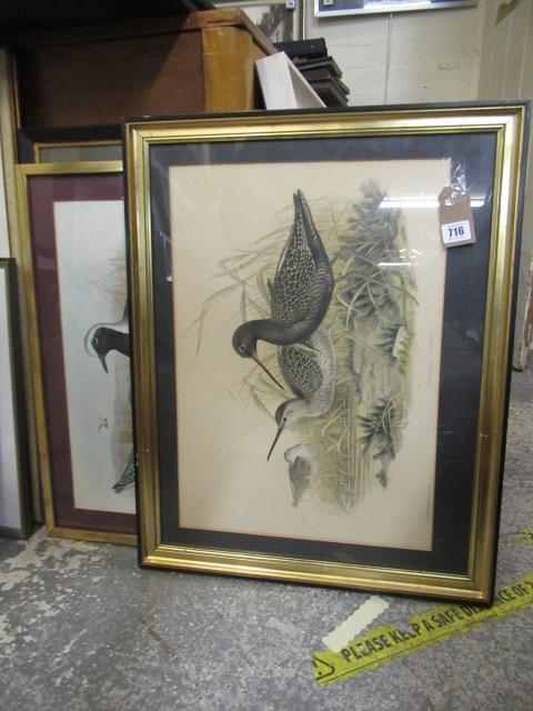 QUANTITY OF BIRD PRINTS Image