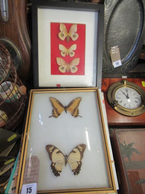 TWO FRAMES OF MOTHS AND BUTTERFLIES Image