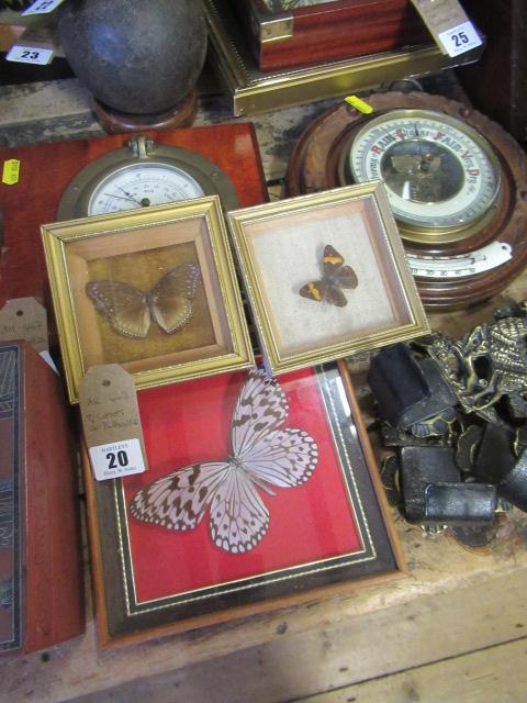 THREE CASES OF BUTTERFLIES Image