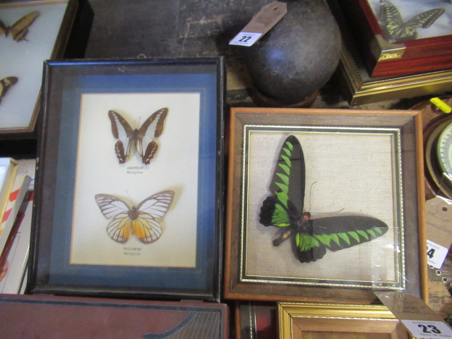 TWO CASES OF BUTTERFLIES Image