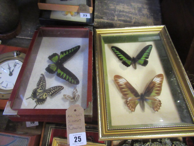 TWO CASES OF BUTTERFLIES Image