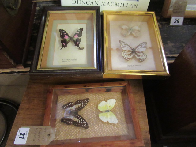 THREE FRAMES OF BUTTERFLIES Image