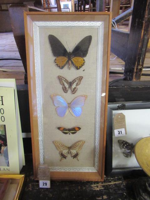 FRAMED BUTTERFLIES Image