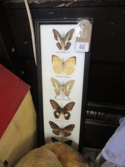 FRAMED BUTTERFLIES Image